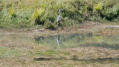 Heron next to a pond Stock Footage 96018611