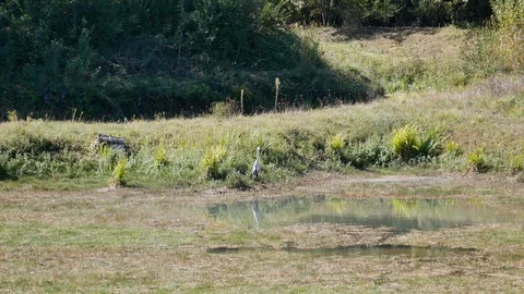 Heron next to a pond Stock Footage 96018629