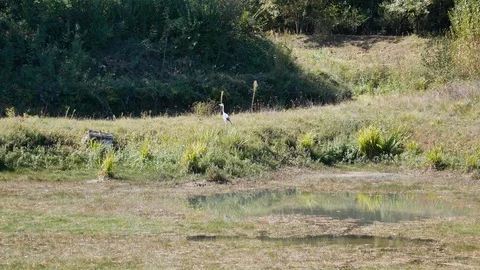 Heron next to a pond Stock Footage 96018665