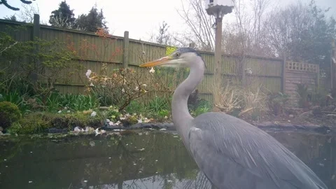 Heron next to pond Stock Footage 332165536