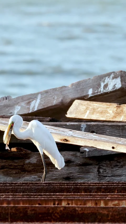 Heron Observing from a Boat Vídeo Stock 309730997