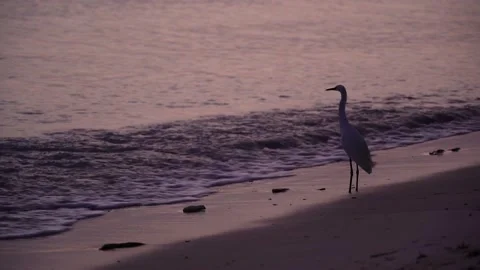 Heron off the ocean coast Stock Footage 163179691