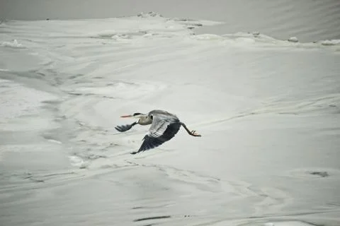 Heron over the river Stock Photos