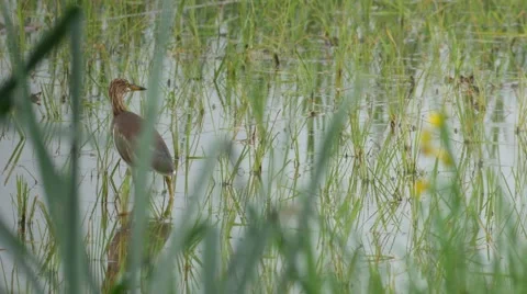 Heron in the paddy field Stock Footage 67029208