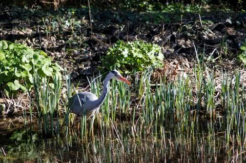 Heron in the park Stock Photos