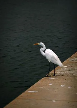 Heron perched on the edge of the dock. Stock Photos