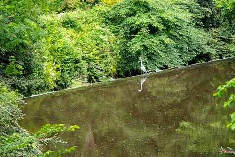 Heron perched on the edge of a waterfall Stock Photos