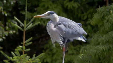 Heron perched on one leg (Close up) Stock Footage 114608555