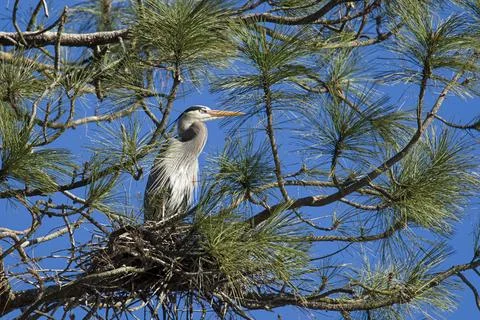 Heron perched in tree. Stock Photos