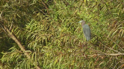 Heron perching on branch Video stock 57815492