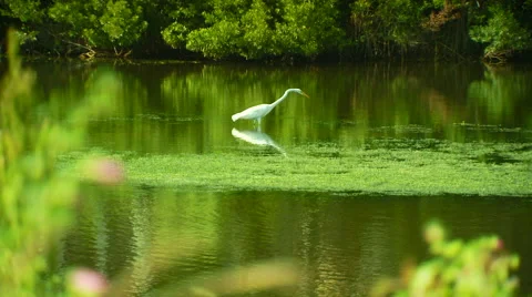 Heron perching in pond Stock Footage 57814672