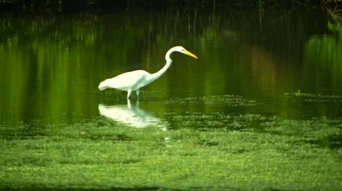 Heron perching in pond Stock Footage 57814801