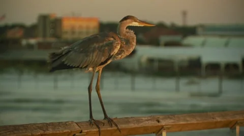 Heron perching on railing Stock Footage 55571418