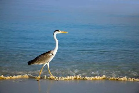 Heron Stock Photos