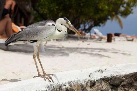Heron Stock Photos