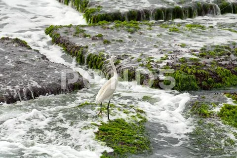Heron Stock Photos