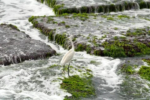 Heron Stock Photos