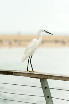 Heron Stock Photos