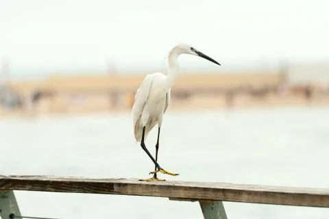 Heron Stock Photos