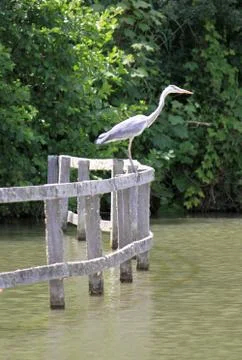 Heron Stock Photos