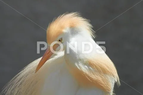 Heron Stock Photos