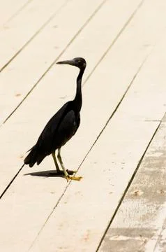 Heron Stock Photos