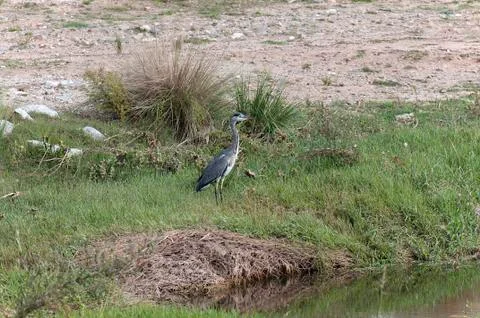Heron Stock Photos