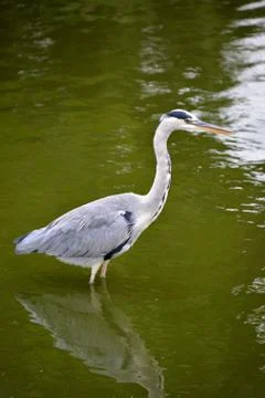 A heron 写真素材
