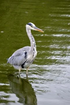 A heron Stock Photos