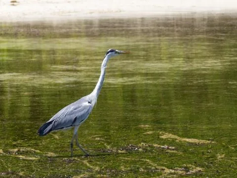 Heron Stock Photos