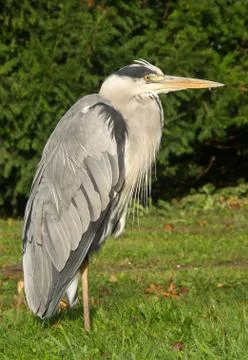 Heron Stock Photos