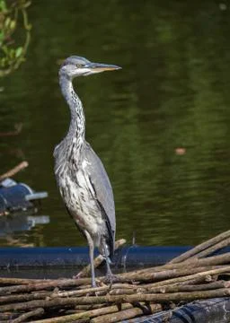Heron Stock Photos