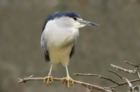 Heron A Stock Photos