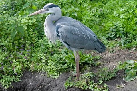 Heron Stock Photos