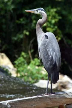 Heron Stock Photos
