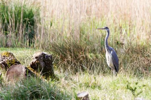 Heron Stock Photos