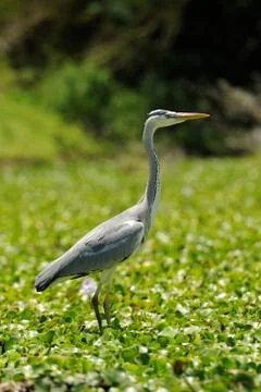 Heron Stock Photos