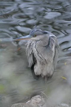 A heron Foto stock