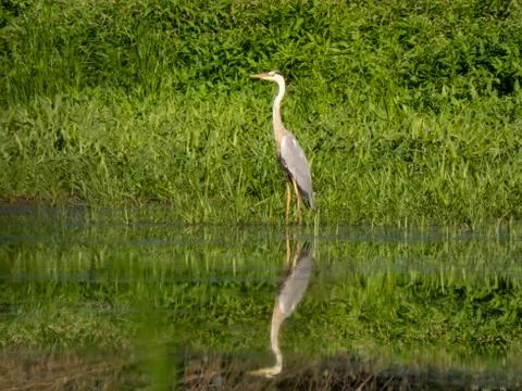 Heron Stock Photos