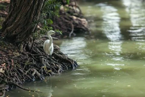 The heron Stock Photos