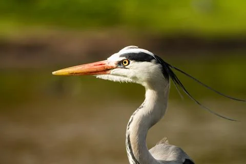 Heron Stock Photos