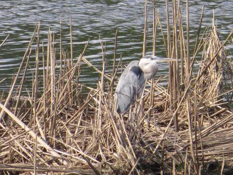 Heron Stock Photos