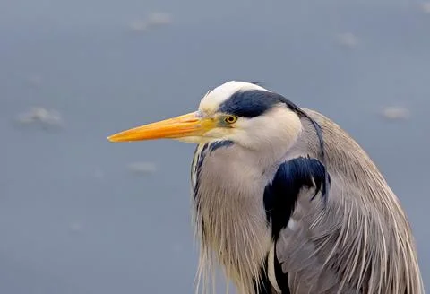 Heron Stock Photos