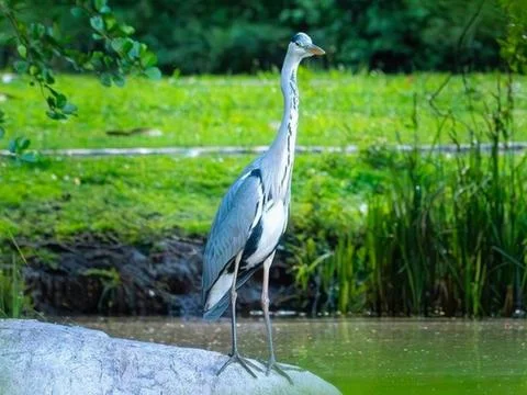 Heron Stock Photos