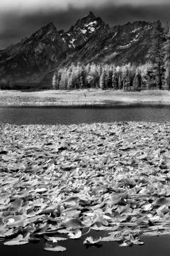 Heron Pond Stock Photos