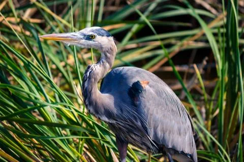 Heron in a pond Stock Photos
