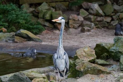 Heron by the Pond Stock Photos