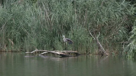 Heron on Pone 스톡 동영상 234206095