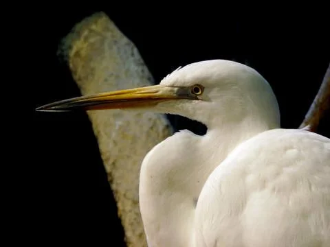 Heron portrait Stock Photos