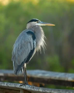 Heron Portrait. Stock-Fotos